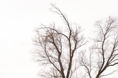 Beyaz arka planda ağaç şube silüeti
