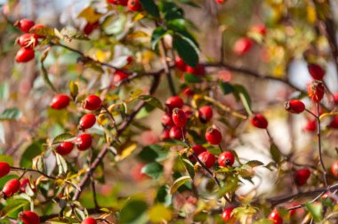 Ağaçtaki kırmızı gül üzümleri