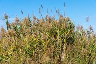 Güzel sonbahar sazlıkları, sonbahar sazlıkları, sonbahar sazlıkları