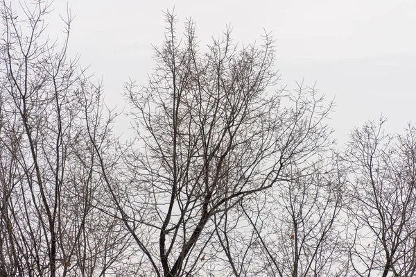 Albero Ramo Silhouette Uno Sfondo Bianco — Foto Stock