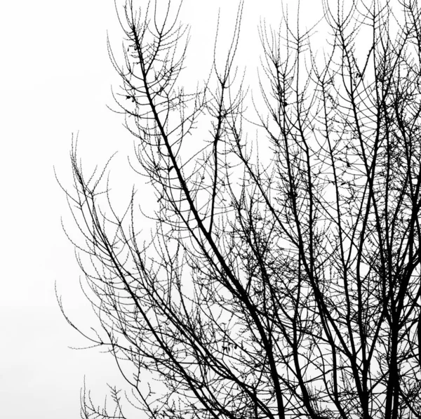Árvore Ramo Silhueta Fundo Branco — Fotografia de Stock