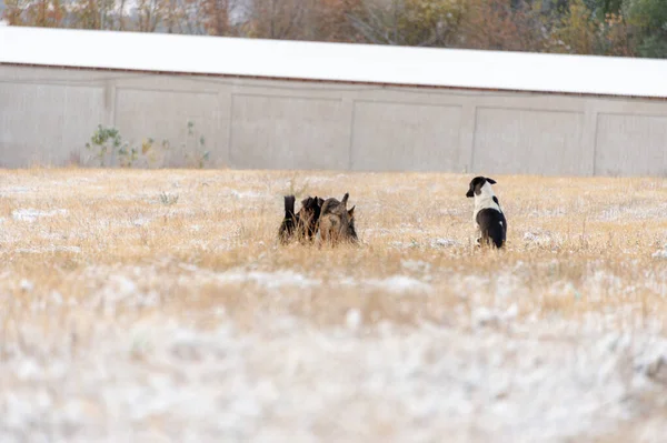 Perros Corriendo Campo Invierno —  Fotos de Stock