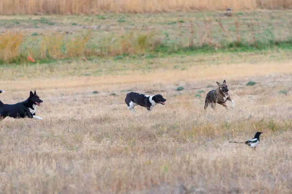 Tarlada oynayan köpekler