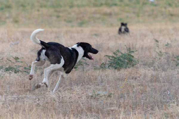 Perros Jugando Campo —  Fotos de Stock