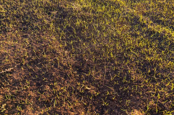 Gras Kweken Een Veldbrand — Stockfoto