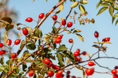 Ağaçtaki kırmızı gül üzümleri