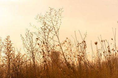 Güneş ışığında kurumuş çayır otu, seçici odak, soyut arkaplan