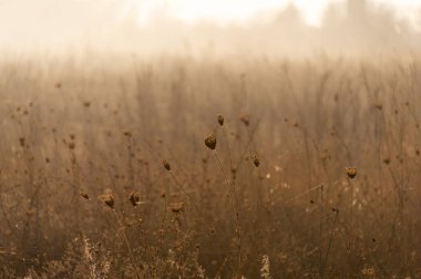 Güneş ışığında kurumuş çayır otu, seçici odak, soyut arkaplan