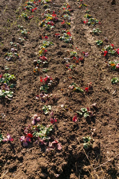 Tardo Autunno Piante Fragole Giardino — Foto Stock