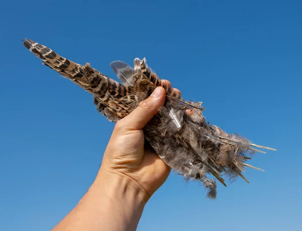 pheasant feathers in the hands against the blue sky