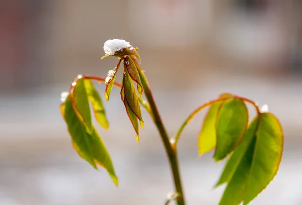 Ağaçların yaprakları üzerinde kar