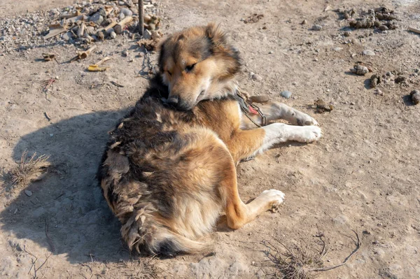 Red Dog Licks Yard — Stock Photo, Image