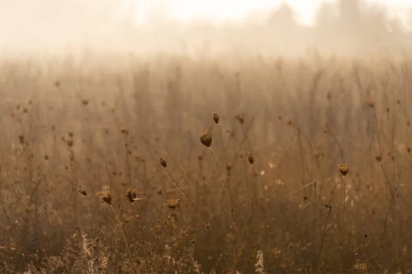 Güneş ışığında kurumuş çayır otu, seçici odak, soyut arkaplan