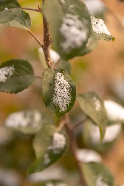 Ağaçların yaprakları üzerinde kar