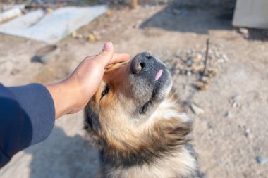 Adam sevgili köpeğini okşar.