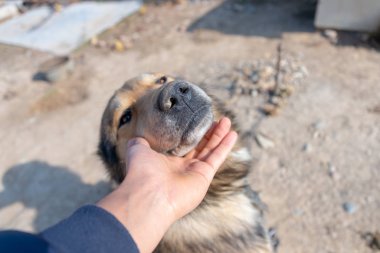 Adam sevgili köpeğini okşar.