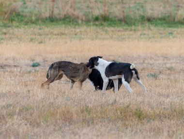 Tarlada oynayan köpekler