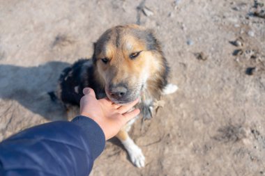 Adam sevgili köpeğini okşar.