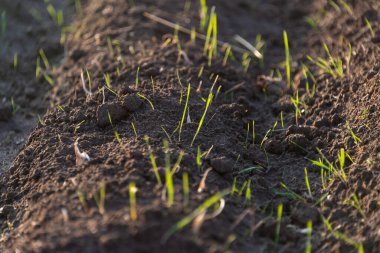 Yerde çimen yetişiyor.