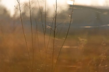 Güneş ışığında kurumuş çayır otu, seçici odak, soyut arkaplan
