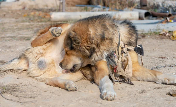 Köpek cinsel organları yalıyor.