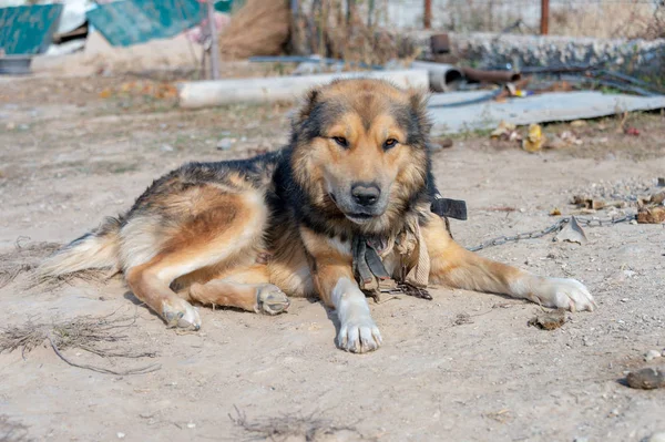 Kırmızı köpek bahçede yalanıyor.