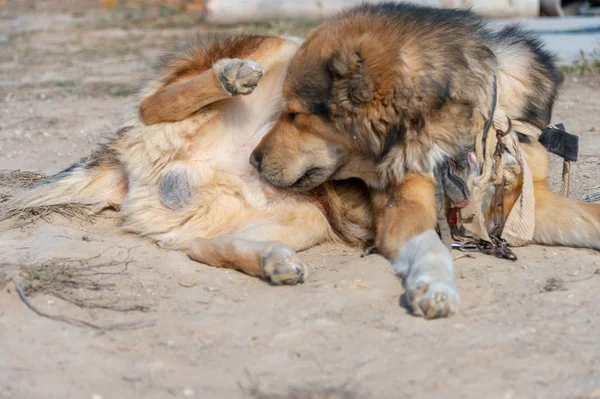 Der Hund Leckt Die Genitalien lizenzfreie Stockbilder