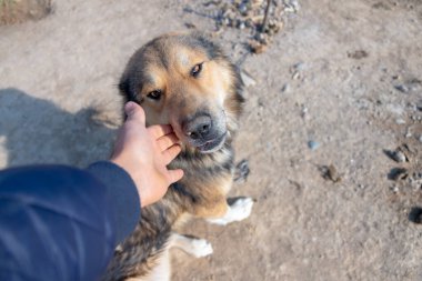 Adam sevgili köpeğini okşar.