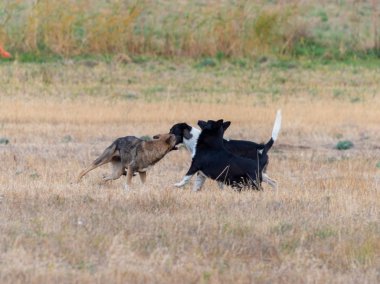 Tarlada oynayan köpekler