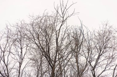 Beyaz arka planda ağaç şube silüeti