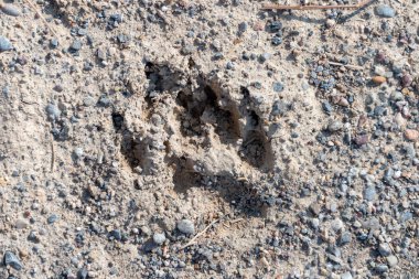 Köpek izleri çamurun içinde
