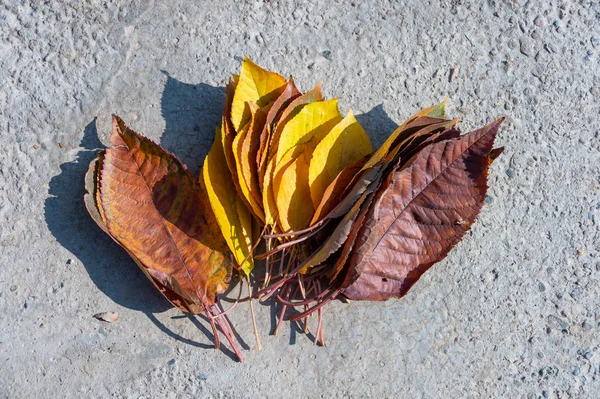 Sonbahar, ağaçtan gelen altın yapraklar