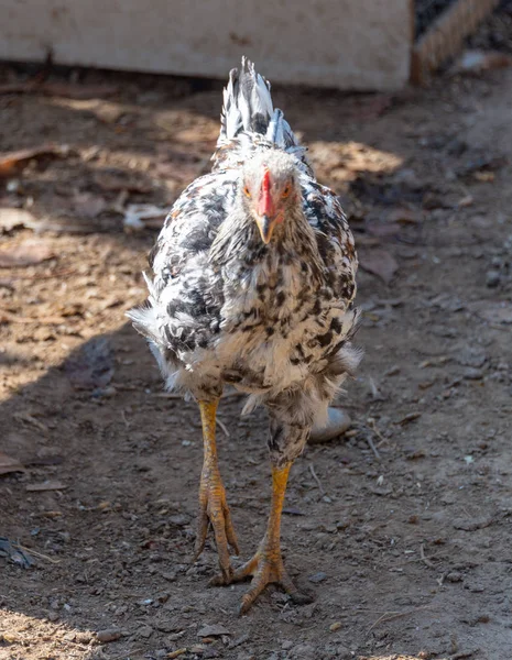 stock image chickens in the yard