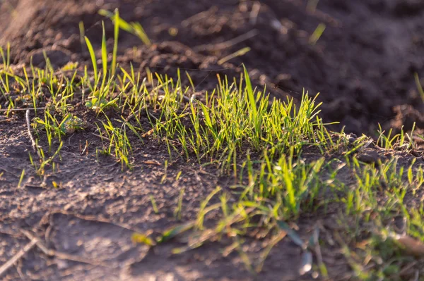Yerde çimen yetişiyor.