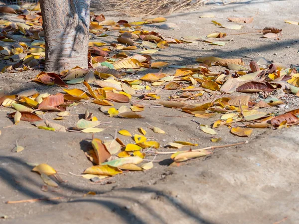 Sonbahar, ağaçtan gelen altın yapraklar