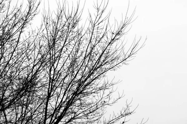 Albero Ramo Silhouette Uno Sfondo Bianco — Foto Stock