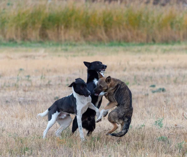 Собаки Играют Поле — стоковое фото