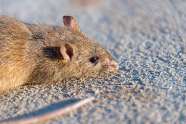 Yoldaki yaralı sıçan. Beton yolda ölü fare