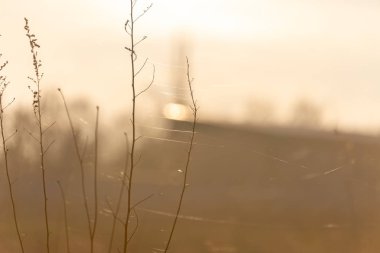 Güneş ışığında kurumuş çayır otu, seçici odak, soyut arkaplan