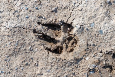 Köpek izleri çamurun içinde