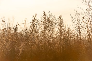Güneş ışığında kurumuş çayır otu, seçici odak, soyut arkaplan