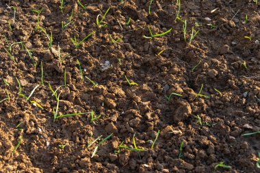 Yerde çimen yetişiyor.