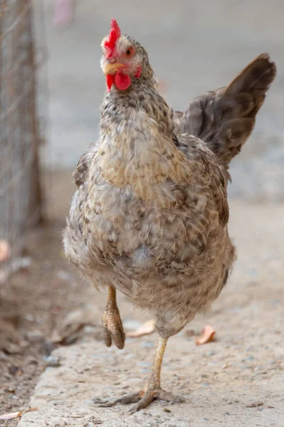 Bahçedeki Tavuklar — Stok fotoğraf