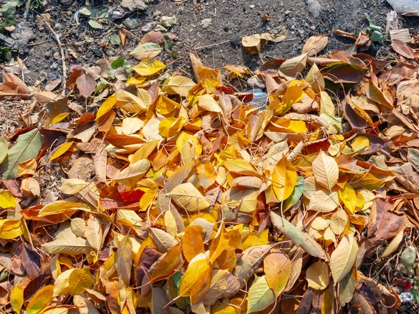 Outono Folhas Ouro Uma Árvore — Fotografia de Stock