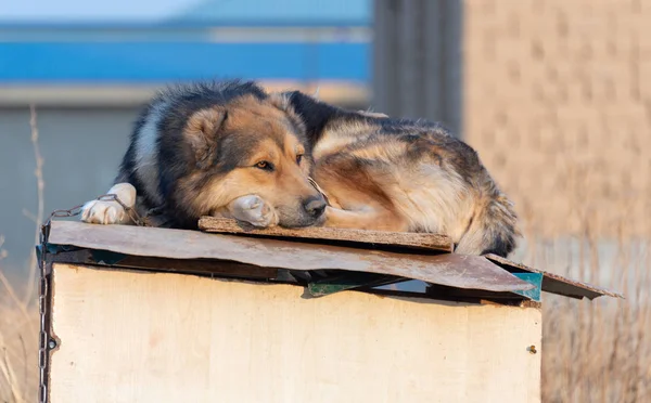 Czerwony Pies Liże Dachu Swojego Domu — Zdjęcie stockowe