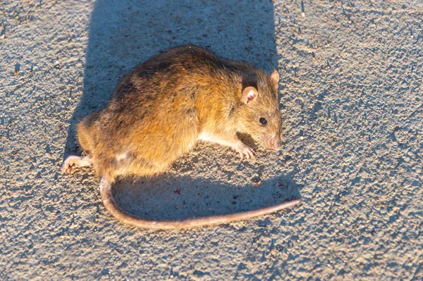 Sårad Råtta Vägen Död Mus Betongväg — Stockfoto