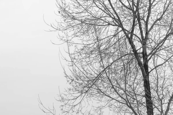 Силуэт Ветки Дерева Белом Фоне — стоковое фото