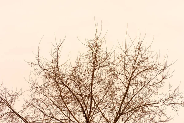 Sylwetka Drzewa Gałąź Białym Tle — Zdjęcie stockowe