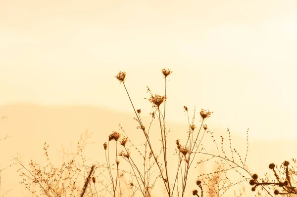 Güneş ışığında kurumuş çayır otu, seçici odak, soyut arkaplan
