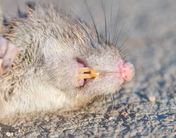 Verletzte Ratte Auf Der Straße Tote Maus Auf Betonstraße lizenzfreie Stockfotos